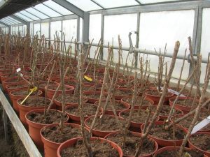 au fil des saisons (10)