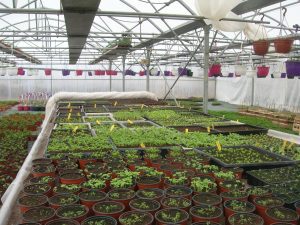 au fil des saisons (6)