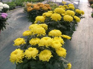 chrysanteme à l'ancienne (2)