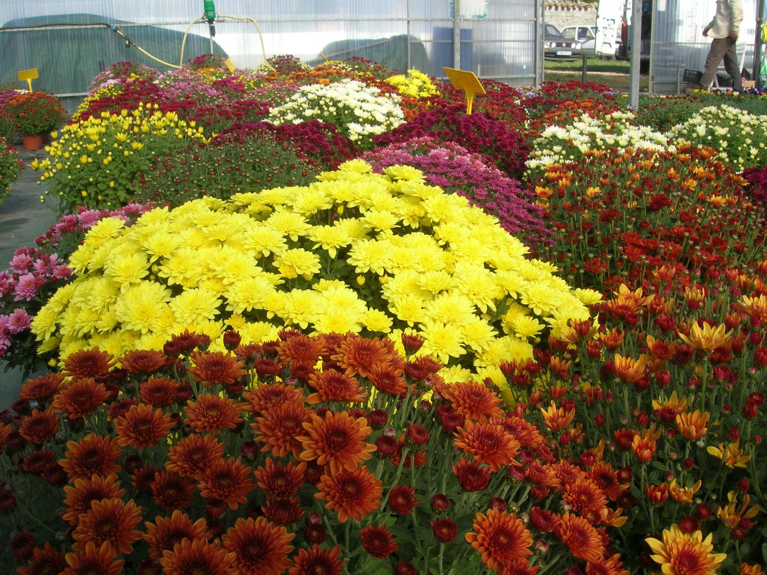chrysantemes (1)